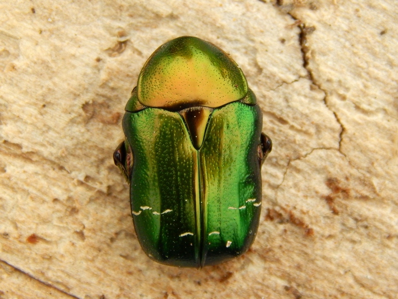 Serie di Cetoniidae del Parco del Ticino